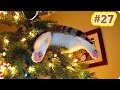 Смешное Видео С Кошками 2017! Самое Лучшее! Кошачьи Приколы (#27)