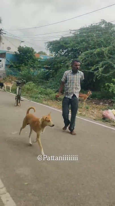 Patttaaniiii ku kovam vandhruchu da💥ungala summa vida maatanda🤣#mass#king#comedy#pattaaniiii#funny