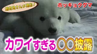 ホッキョクグマのピース 初めての○○がカワイすぎた！