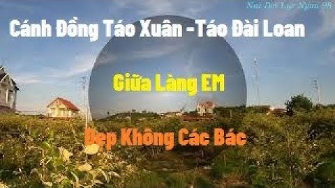 Cánh Đồng Táo Giữa Làng Em Và Vườn Táo Mới Trồng I Nui Doi Luc Ngan 98