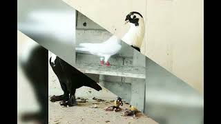 أجمل طيور الحمام مع أبو حسن