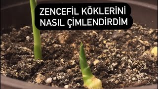 Zencefil Çimlenir Mi, Nasıl Çimlendiririz