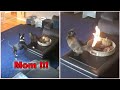 Dog Panics When Cat Sets Its Tail On Fire -  Badass Cats Compilation