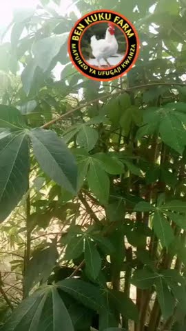 dawa ya viroboto utitili na wadudu wengine kwenye mifugo #farming #chicken #agriculture #viralvideo