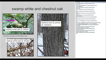 Identification and Ecology of Common Northeastern Hardwood Trees