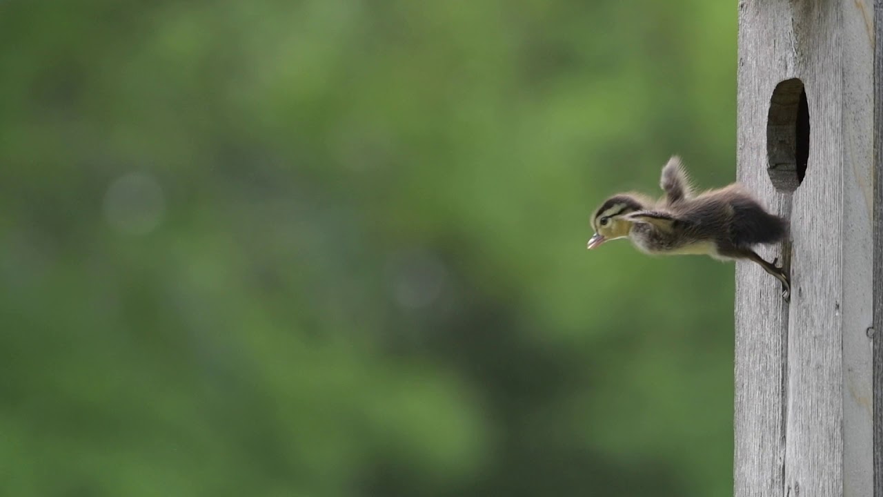 Wood Duck Jump Day June 1, 2019 YouTube