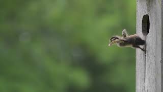 Wood Duck Jump Day June 1, 2019