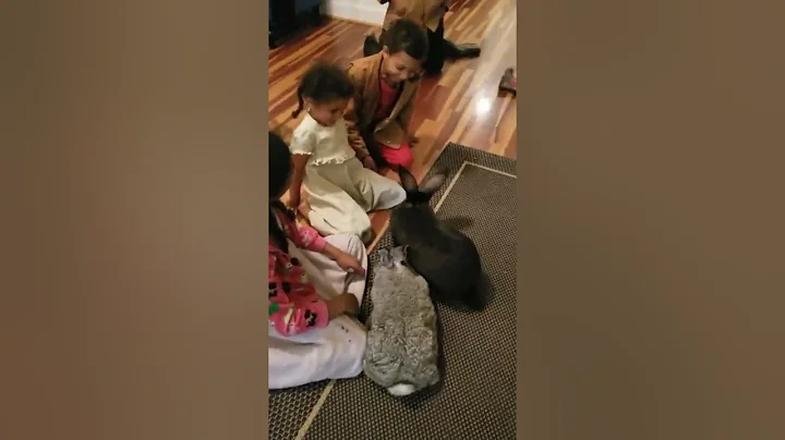 Continental Giant Rabbits Buck & Dam Socializing with the kiddos