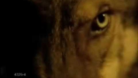 Wolf // This Is Were I Belong