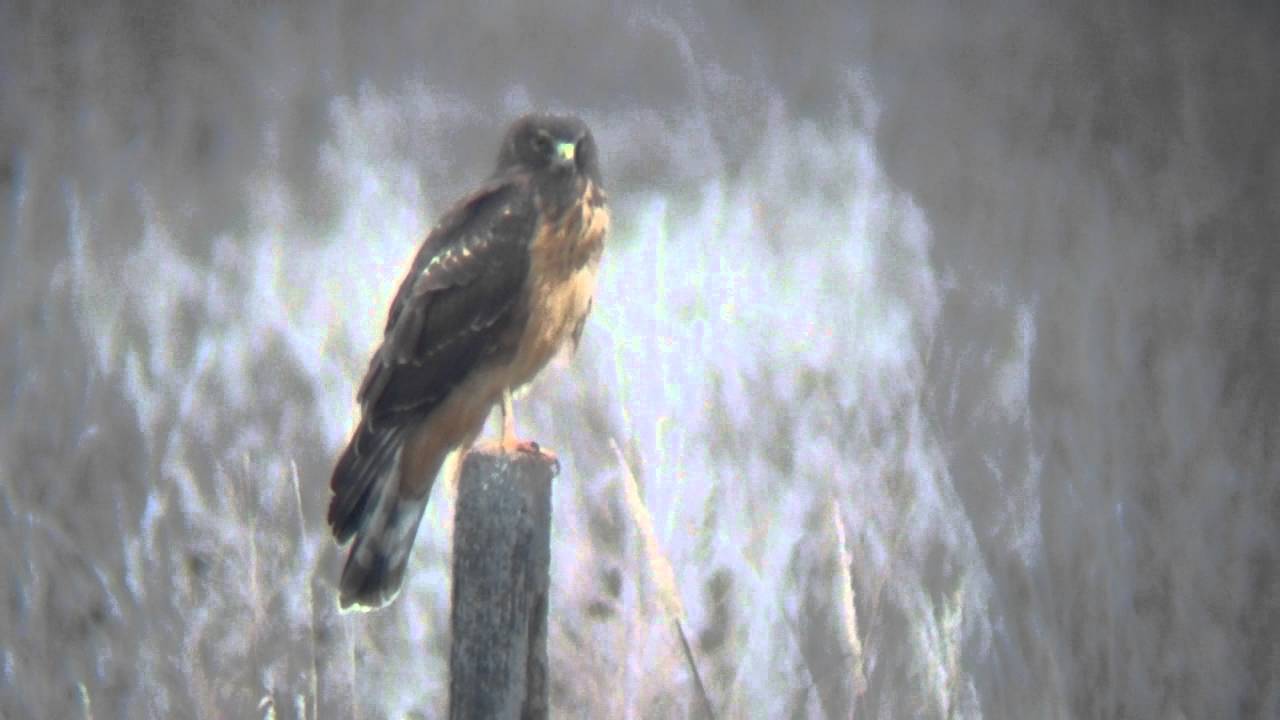 Birding Trip to Shawangunk NWR