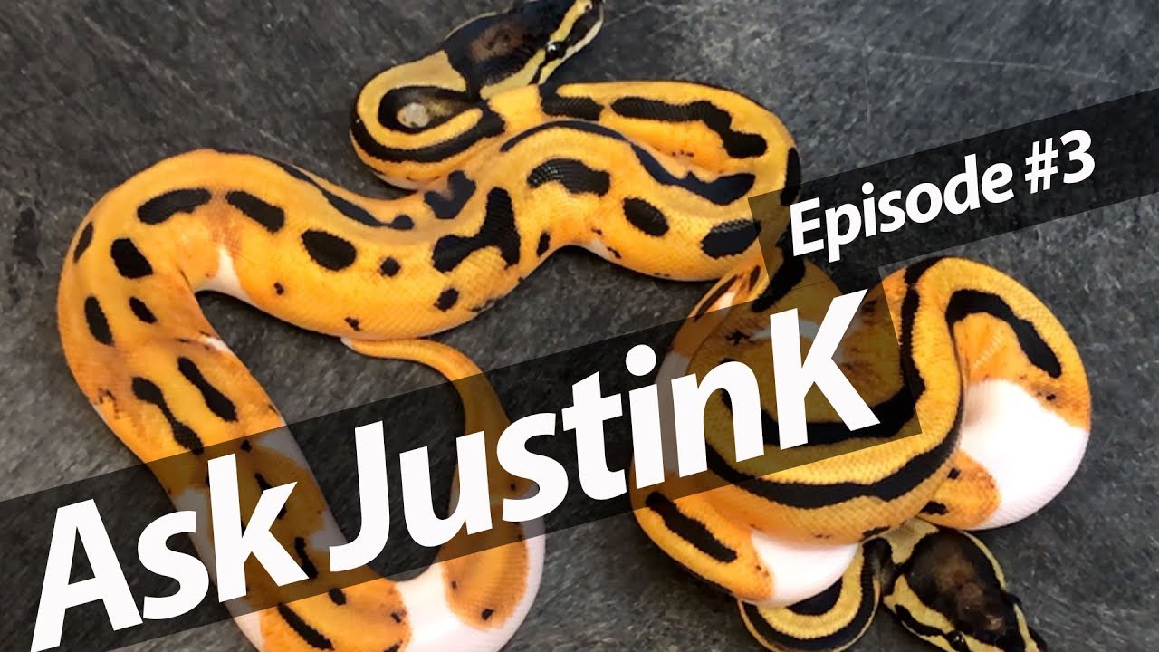 wallpapers Sunset Ball Python For Sale redstripe pied combos my opinion on sunsets askjustink 3