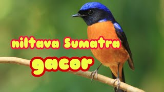 burung niltava Sumatra gacor