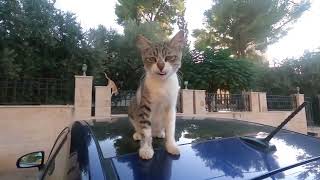 قطة ... صوت القطة