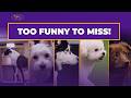 Top 5 Agility Moments That Will Make You 😂 | Westminster Dog Show Mp3 Song