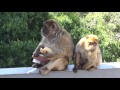 Gibraltar Monkeys stealing a sandwich to a tourist
