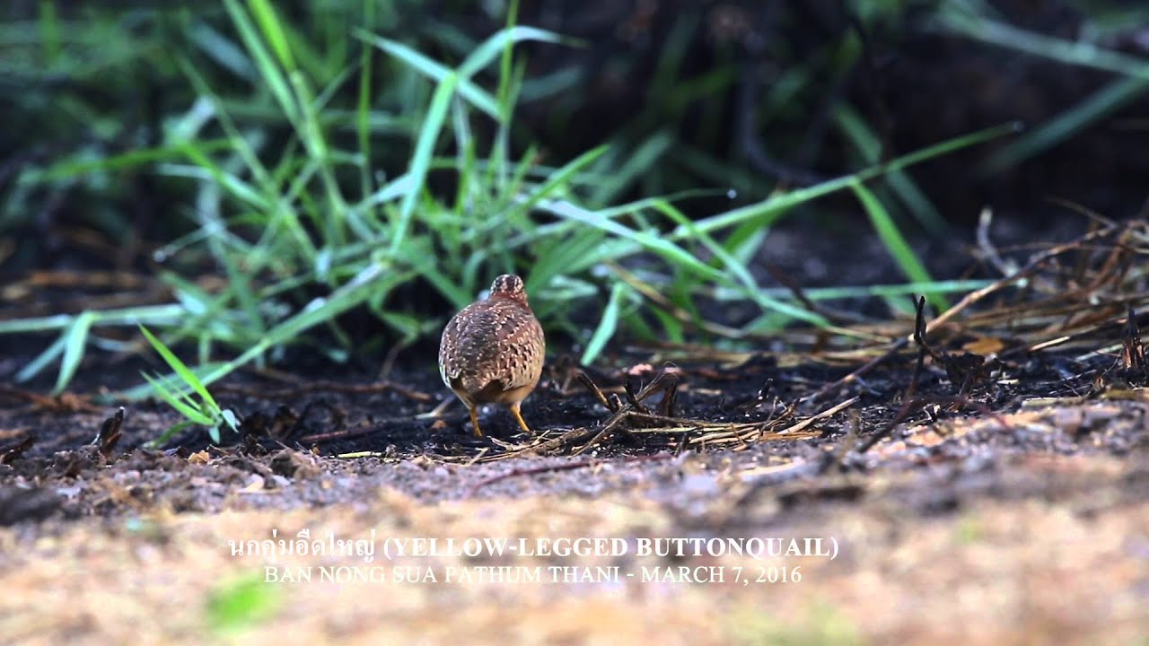 นกคุ่มอืดใหญ่ Yellow legged Buttonquail 