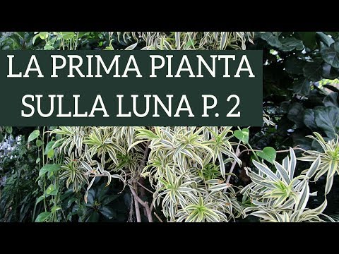 Video: Piante Che Ci Aiutano A Casa. Purificazione Dell'aria. Filtri. Umidità Aumentata. Una Foto