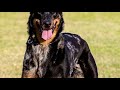 Босерон - французская овчарка, описание породы собак +7 интересных фактов