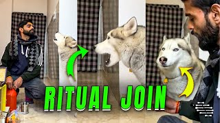 Husky Dog Joins Owner in Performing Religious Ritual