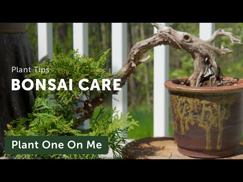 BONSAI CARE for BEGINNERS — Ep. 233