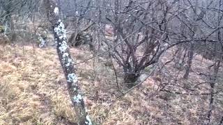 Волк в лесу, возле с. Родное, Севастополь 09.02.2019