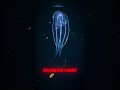Top 5 Animals That Glow in the Dark 😳✨