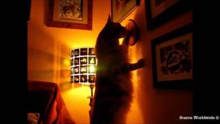 Phoenix - naughty kitty! by SCARCE WORLDWIDE 220 views 7 years ago 58 seconds