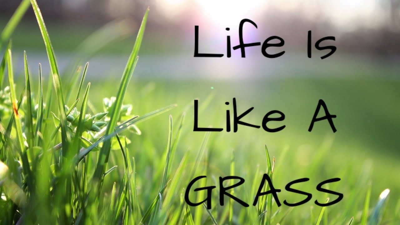 Life Is Like A Grass YouTube