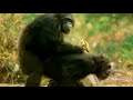 Las hembras de chimpance aceptan a todos los machos para aparearse