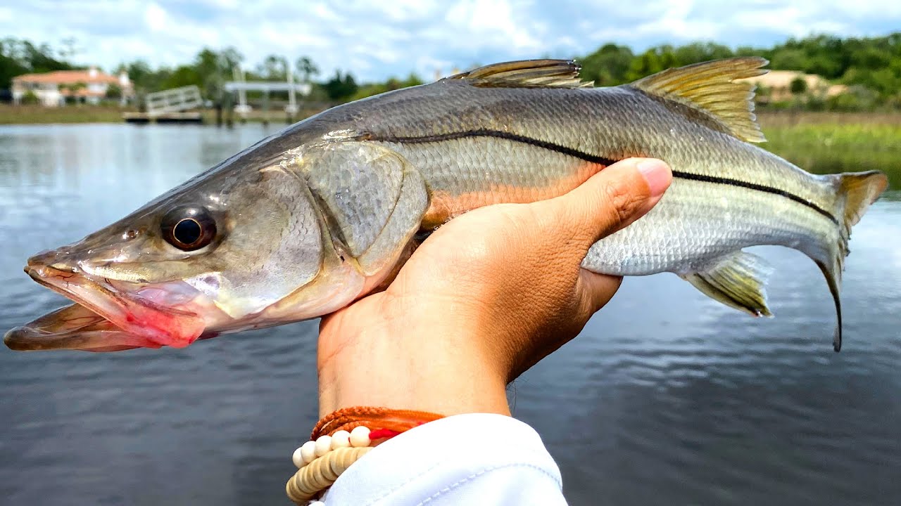 MARSH LANDING Snook & Flounder! Catch & Draw! Kayak Fishing