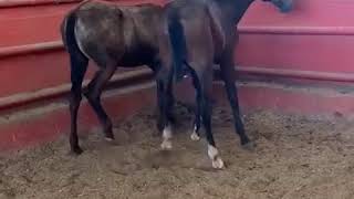 Caballos en Venta en CALIFORNIA.Tel o WhatsApp:(818)335-2735