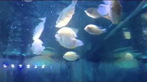 What is the most humane way to kill a fish?