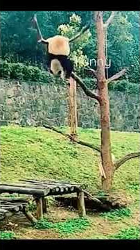 funny animals 2022 #funny #animals #dog #cat #home #tiktok #foryou #viral #2022