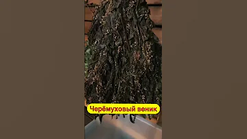 Черёмуховый веник лучше использовать СВЕЖИМ в баньке парилке