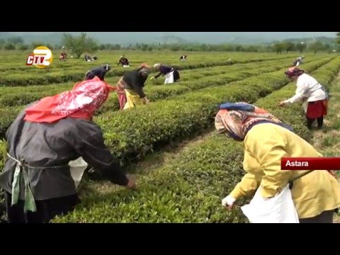 Video: Hansı ölkələrdə çay Yetişdirilir