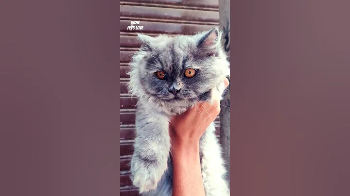 Watch the video about Persian cat 😹😹😹#cat #catshorts #kitty #animals #petshop #viral
