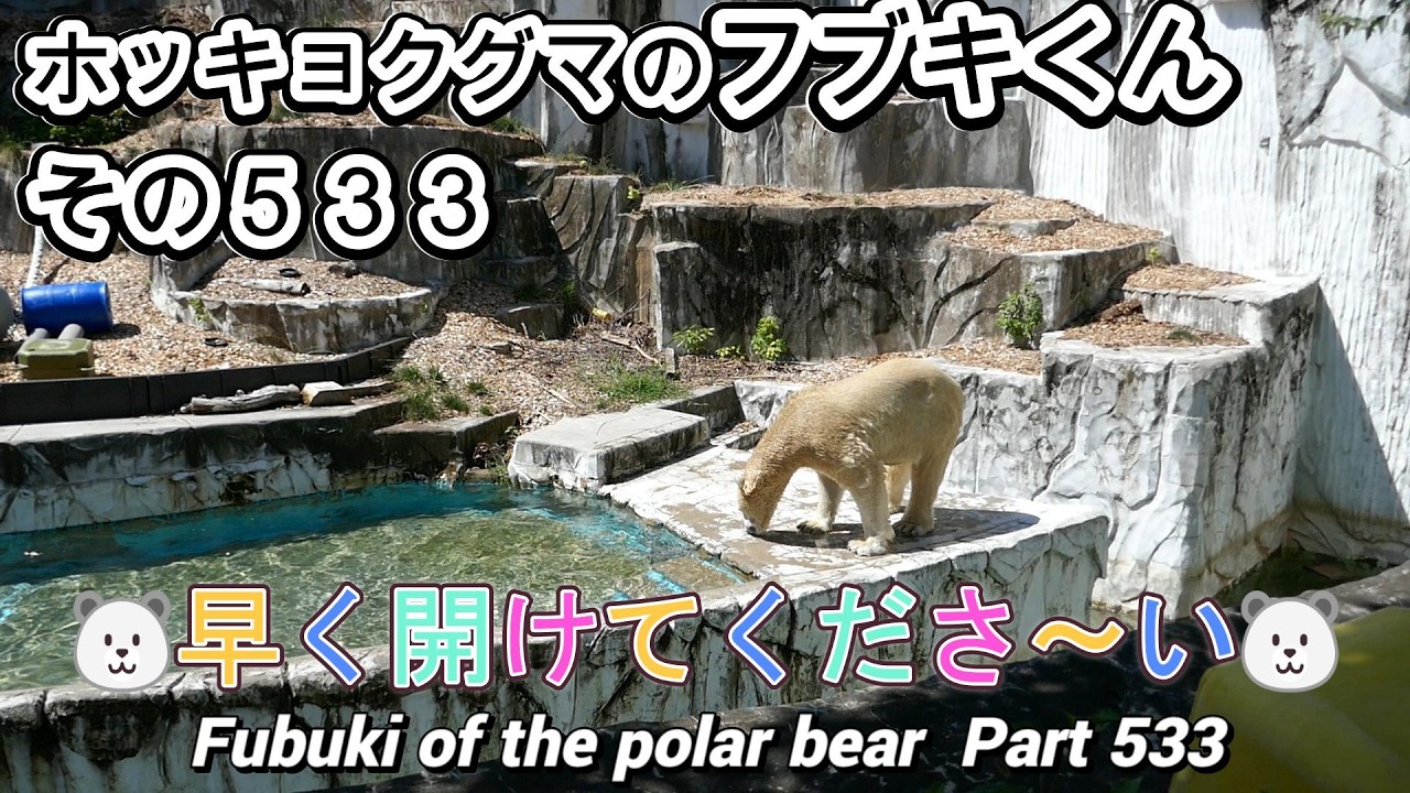 Fubuki the Polar Bear (533) 🐻‍❄️Please open it already