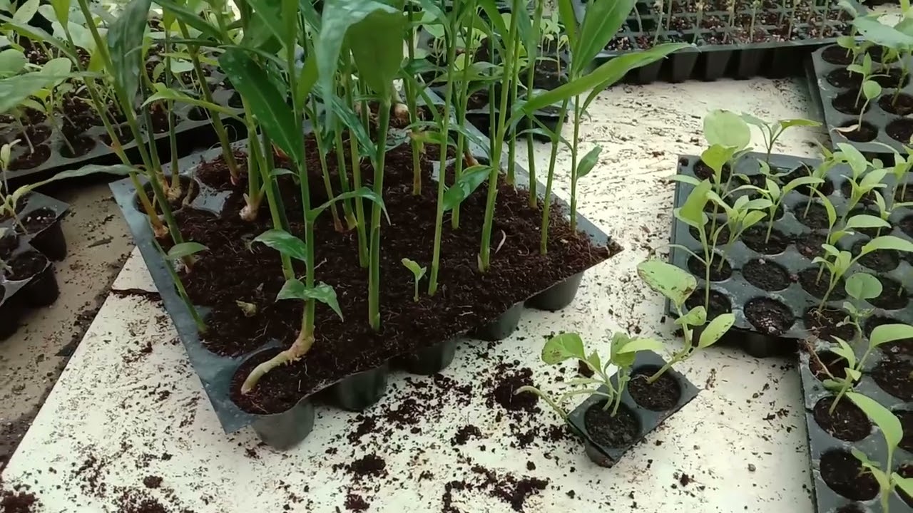 video ๐ฟ๐ถ๏ธ Grow Your Own Fresh Ginger (เดเดเตเดเดฟ)! Spice Up Your Kitchen & Boost Your Health! ๐ช๐ฑ
