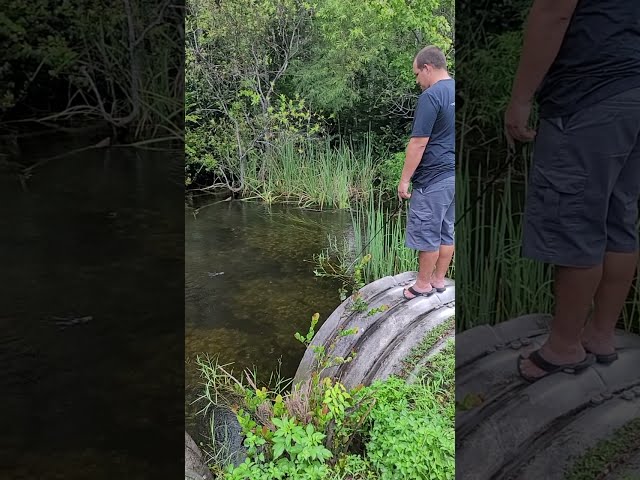 Alligator SCARE!! Florida Everglades Never Fails to Amuse and Terrify 😳 class=