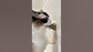 The Ultimate Catnip Toy for Playful Cats #cat