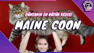 Maine Coon Kedisi(NAZİK SEVECEN DEV KEDİ)