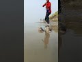 Amazing bigfish in the village river #fishing #bigfish #riverside #shortvideo