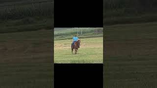 double Dualan Cat- 2018 AQHA Sorrel gelding.