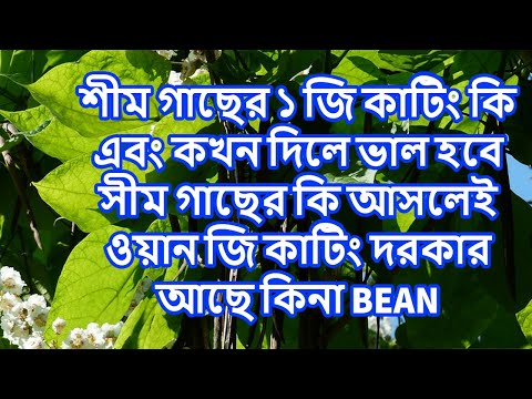 ভিডিও: বিভিন্ন ধরণের শিমের বৃদ্ধি এবং ব্যবহারে অভিজ্ঞতা