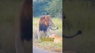 The lion roared angrily at the car. #animals #fyp #Friendship #Us