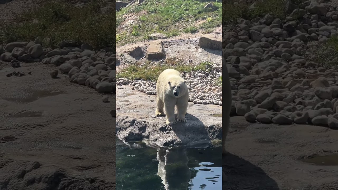 Biggest zoo in Europe pairi daiza 🦓