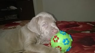 Mastiff puppy playing with the Flashlight of the camera!! Part II