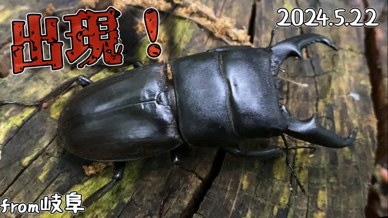 クワガタ②  値下げ♪ クワガタ② 値下げ♪