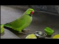 😳😳 beautiful talking parrot 🦜 mithu 💚🦜🦜🦜 #parrot #talkingparot #mithuparrot