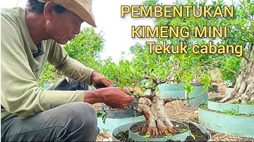 CARA MEMBUAT MAHKOTA DAN KERANGKA DASAR KIMENG @mahkotabonsai#bentukbonsai#bonsaipemula#bonsai